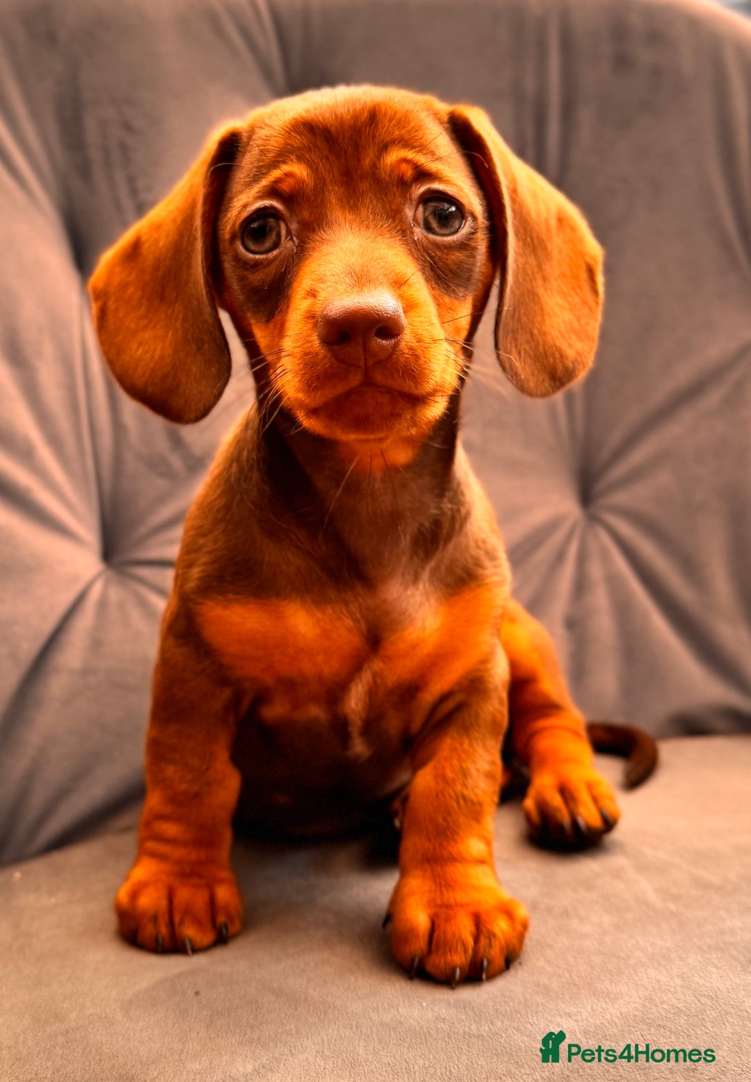 Miniature Dachshund dogs for sale: BEAUTIFUL MINI DACHSHUND PUPPIES READY NOW - Image 5