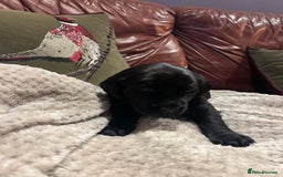 Labrador Retriever dogs for sale: Black Labrador Puppies  - Image 6