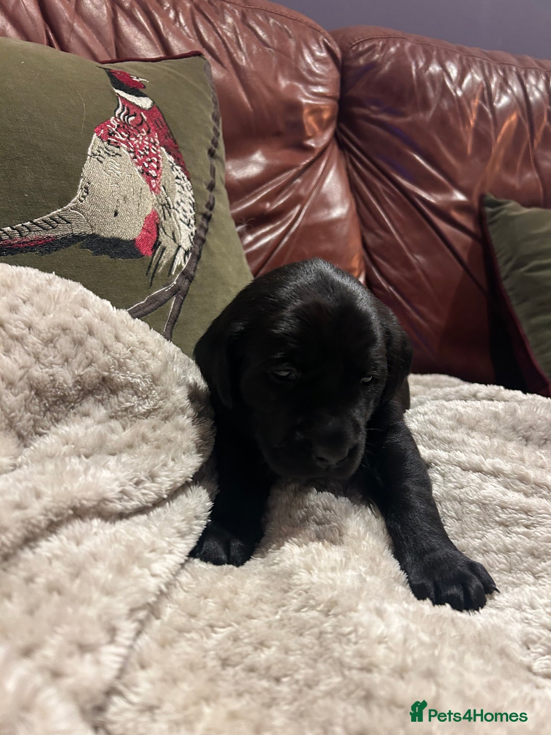Labrador Retriever dogs for sale: Black Labrador Puppies  - Image 6