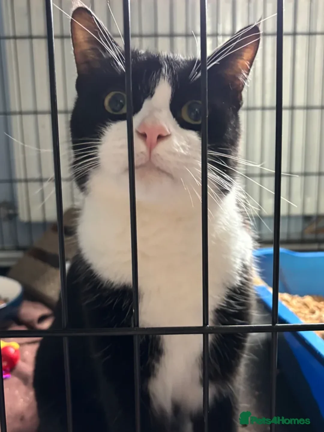 Domestic Shorthair cats for adoption: Prince - Adopt from Cats in Crisis East London  - Advert 2