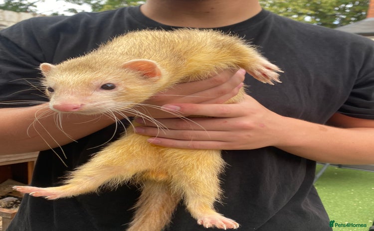 Ferret rodents - Advert 3