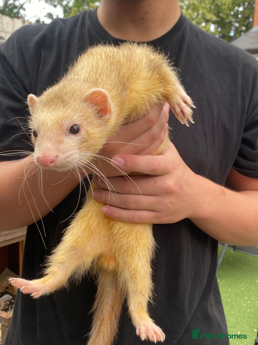 Ferret rodents for sale: 2 Ferrets (msg me for offer :) - Image 1