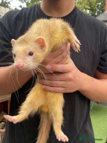 Ferret rodents - Advert 6