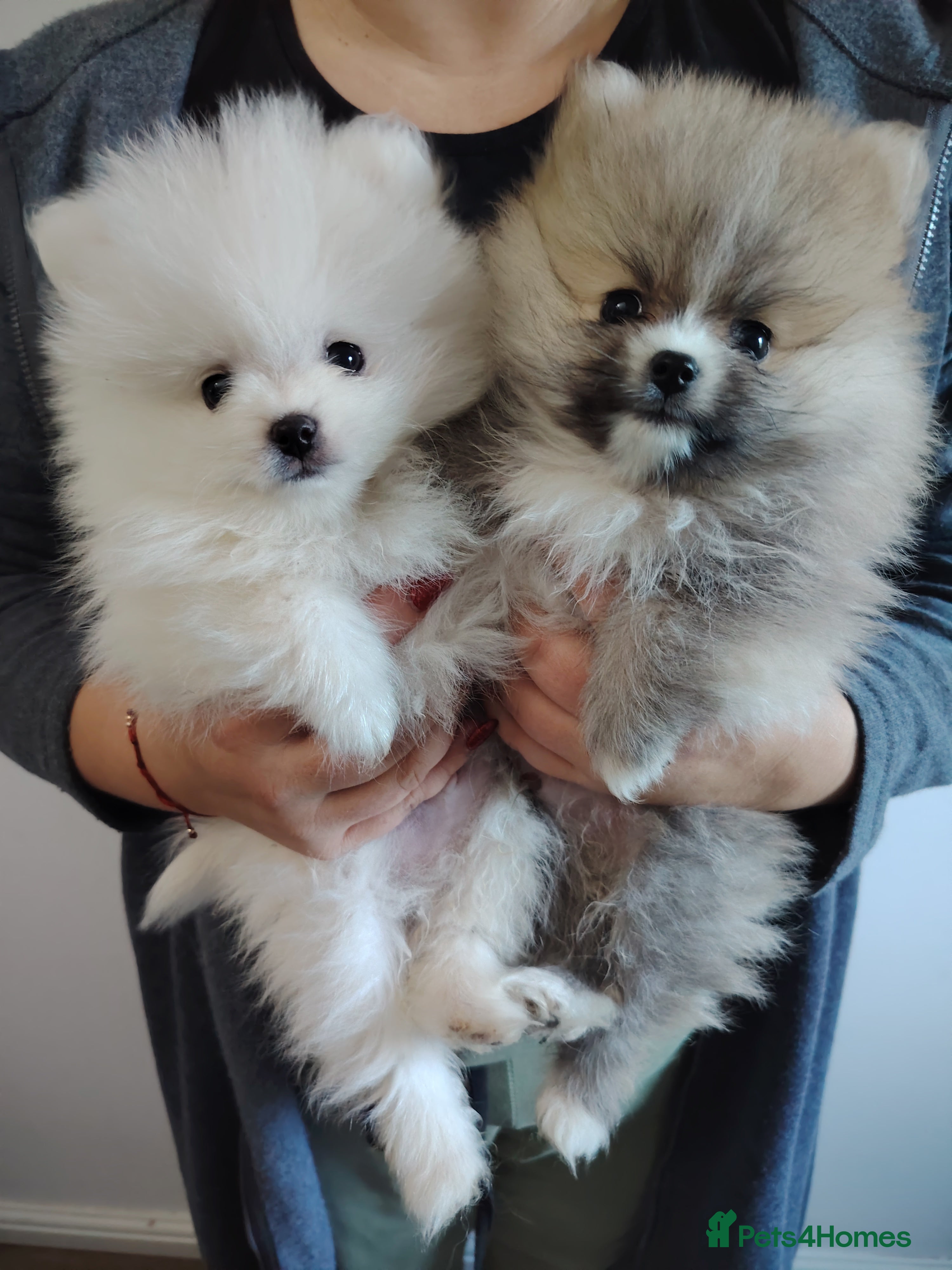 Pomeranian dogs Adorable Pomeranian ❤ 2 boy's available.  - Advert 1