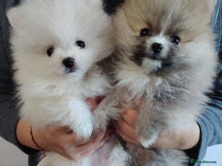 Pomeranian dogs Adorable Pomeranian ❤ 2 boy's available. - Advert 13
