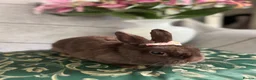 Netherland Dwarf rabbits for sale: Buns for rehoming 5* free roam homes only please - Advert 2