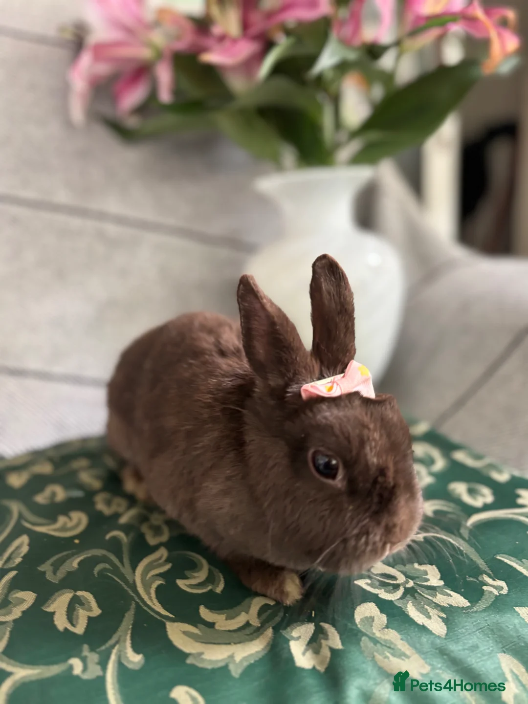 Netherland Dwarf rabbits for sale: Buns for rehoming 5* free roam homes only please - Advert 2