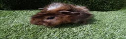 Guinea Pig rodents for sale: ABYSSINIAN BOYS - Advert 13