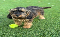 Cockapoo dogs for sale: Cuddly, cute, calm, sable Cockapoo puppies  - Image 33