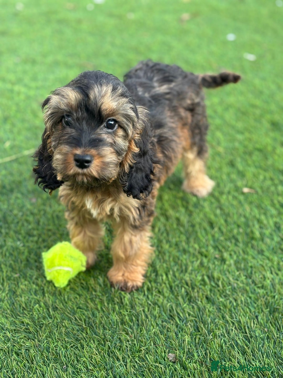 Cockapoo dogs for sale: Cuddly, cute, calm, sable Cockapoo puppies  - Image 33