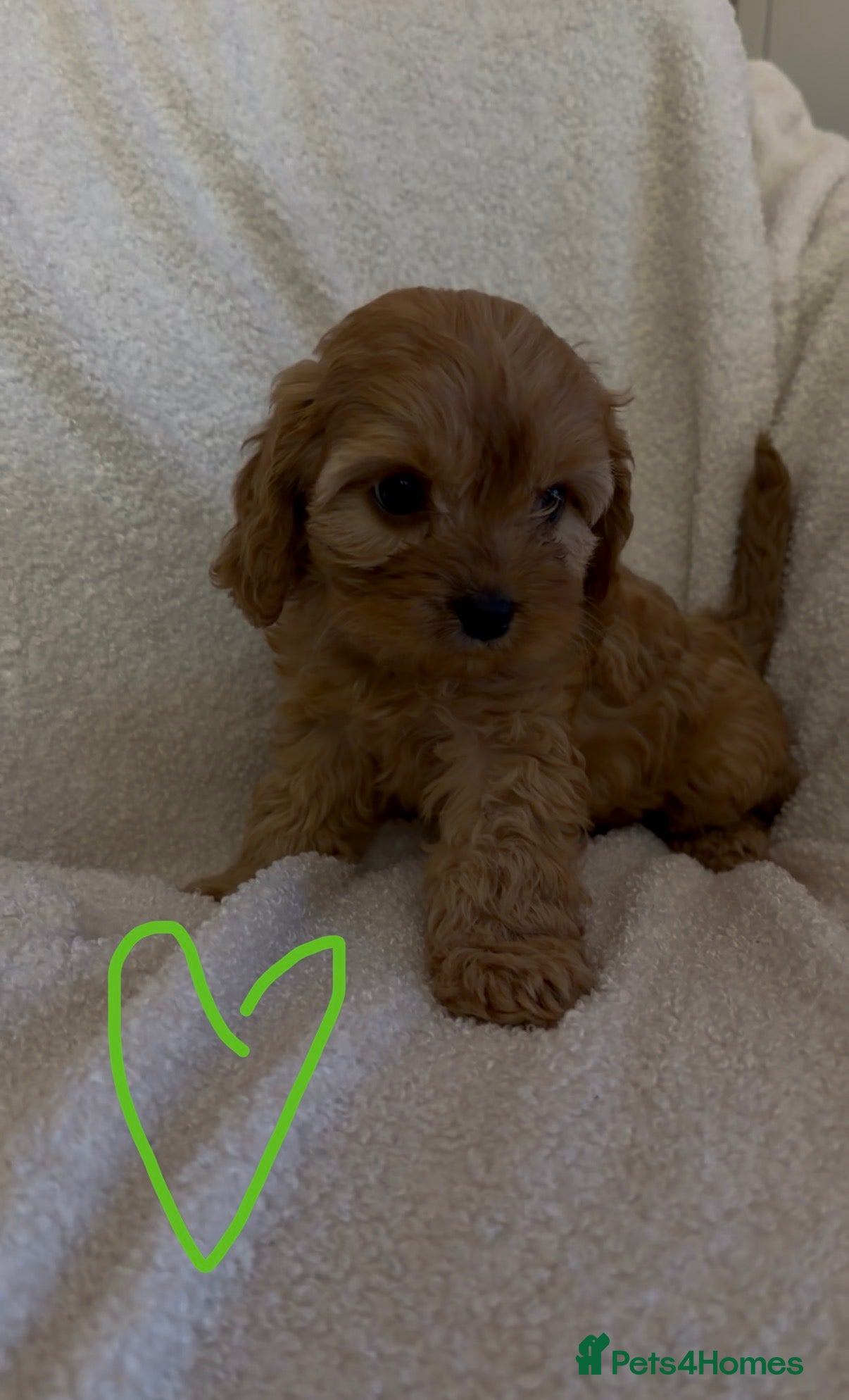 Cavapoo dogs F1 Cavapoo Puppies. 1 boy available 🐶🐾 - Advert 1