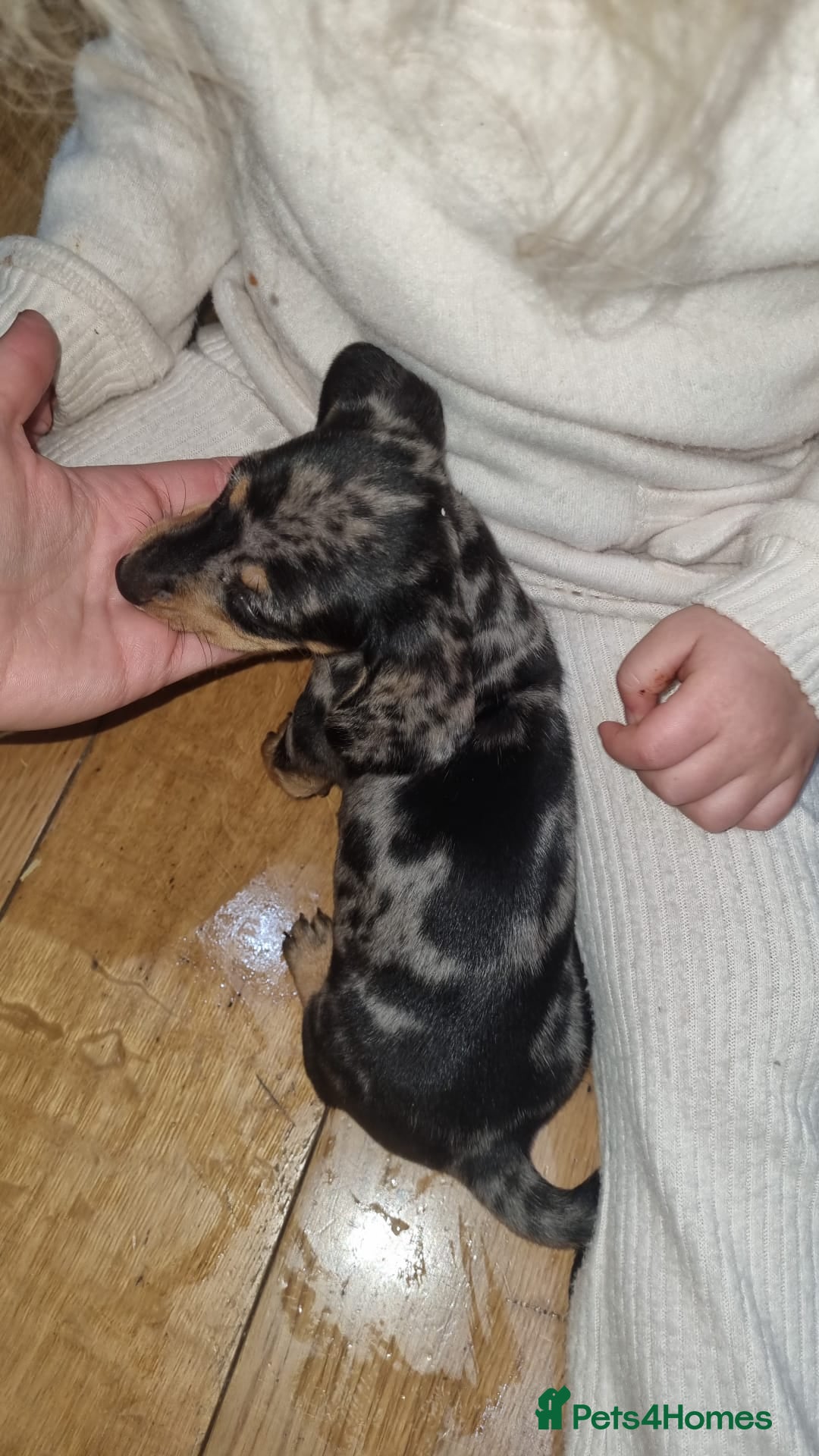 Dachshund dogs for sale: Miniture Silver Dapple Dachshunds - Advert 13