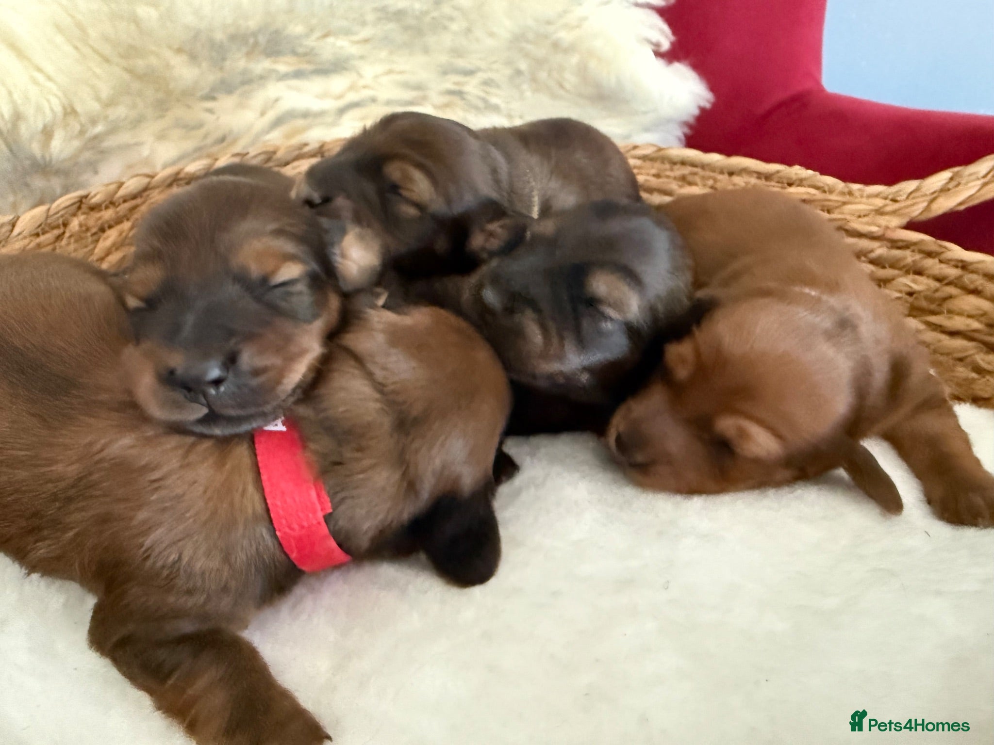 Miniature Dachshund dogs Show class mini longhair pups from Crufts winner  - Advert 1