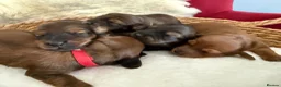 Miniature Dachshund dogs for sale: Show class mini longhair pups from Crufts winner  - Advert 1