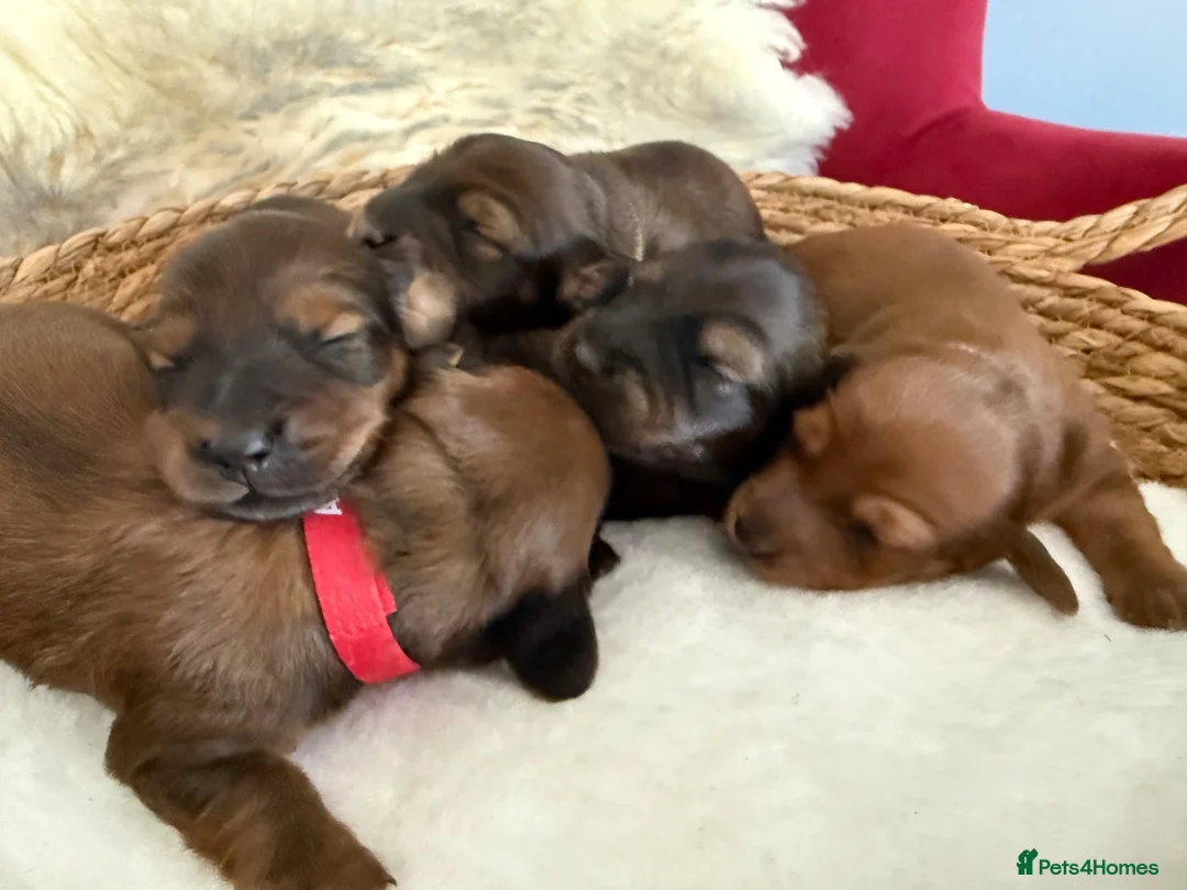 Miniature Dachshund dogs for sale: Show class mini longhair pups from Crufts winner  - Advert 1