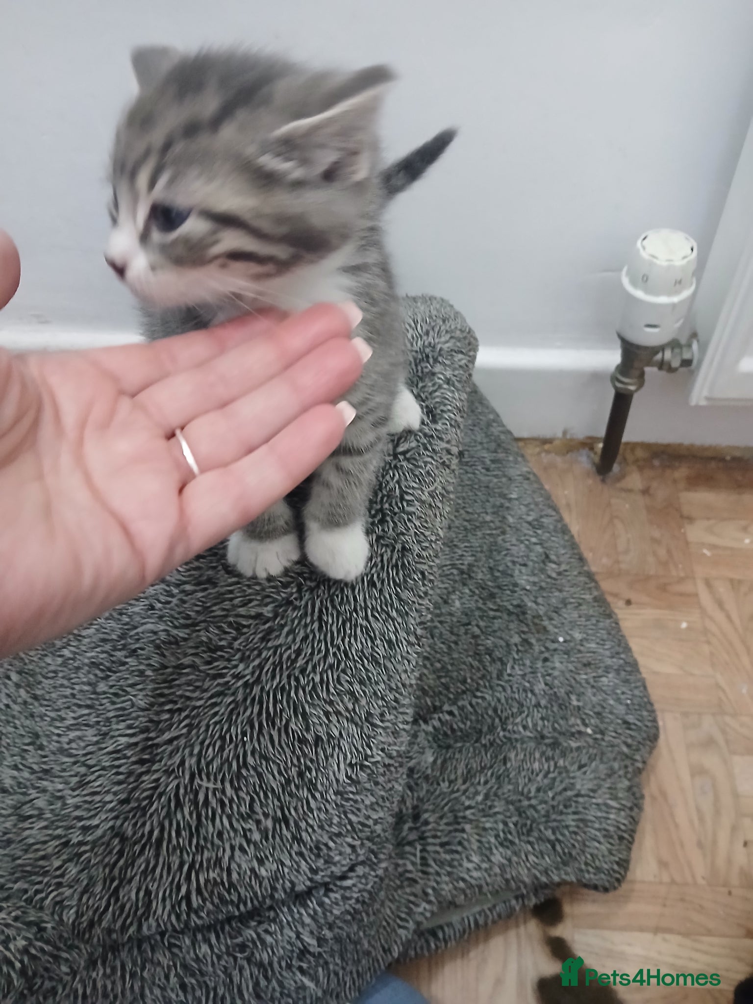 Mixed Breed cats Silver tabby/tuxedo/all black - Advert 5