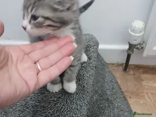 Mixed Breed cats Silver tabby/tuxedo/all black - Advert 5