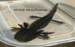 Axolotl reptiles for sale: Axolotl in Hunstanton - Image 1