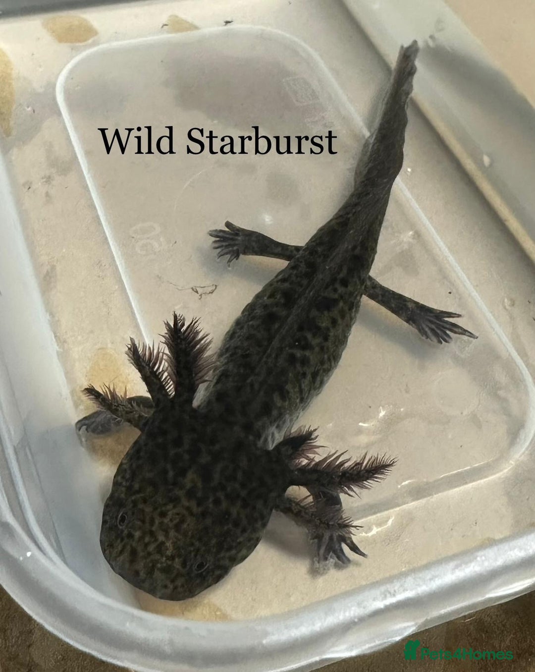 Axolotl reptiles for sale: Axolotl in Hunstanton - Image 1