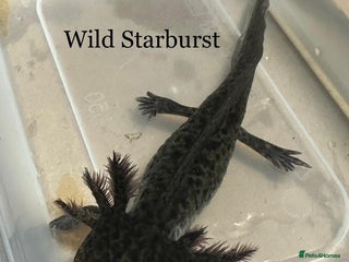 Axolotl reptiles in Hunstanton - Advert 5