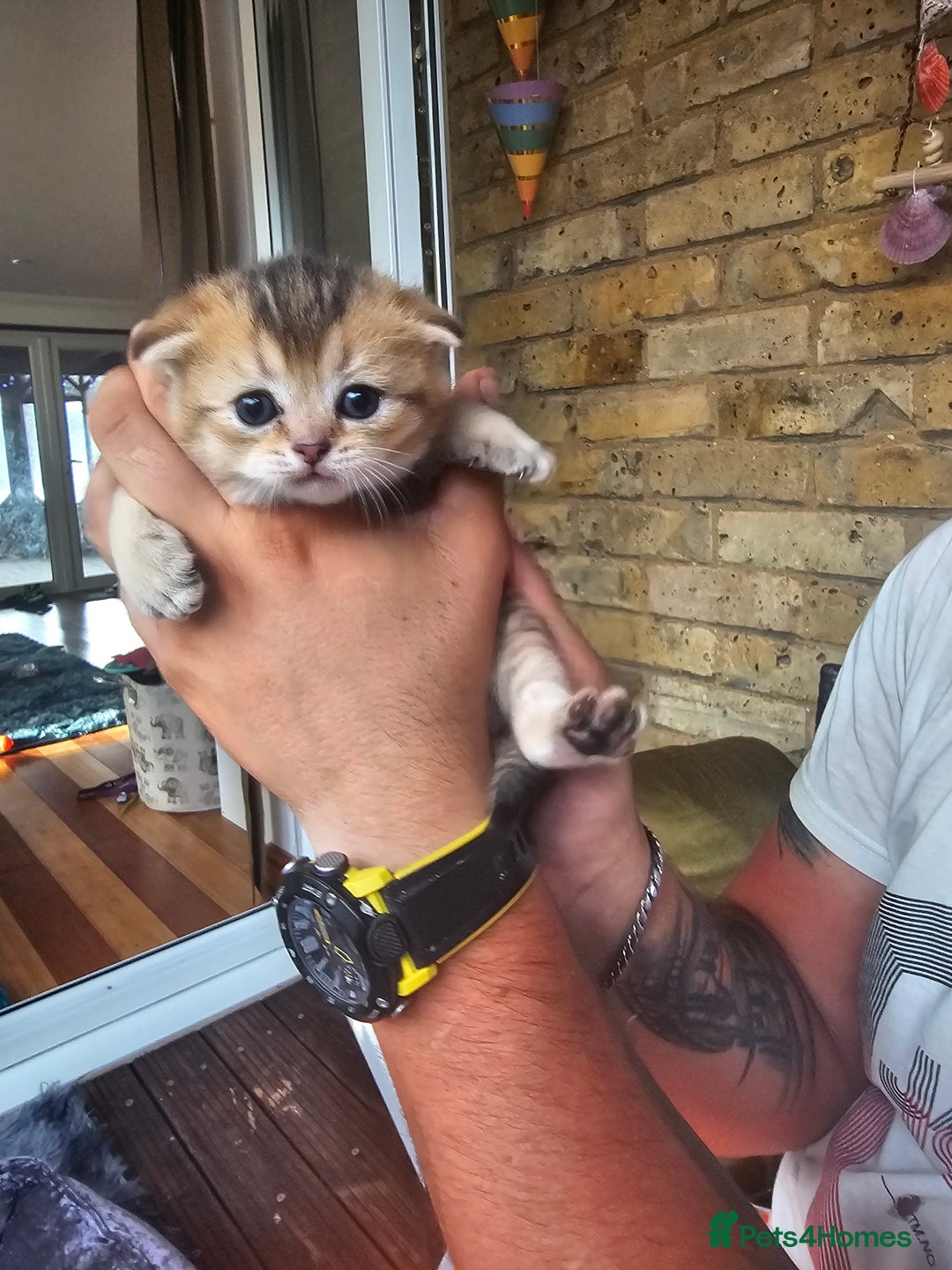 British Shorthair cats for sale: Lovely British Shorthair fold kittens 😸  - Image 11