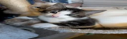 Mixed Breed cats for sale: Bi colour Ragdoll cross female kittens  in Sheffield - Advert 5