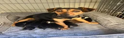 Mixed Breed dogs for sale: Chiweenie pups  - Advert 2
