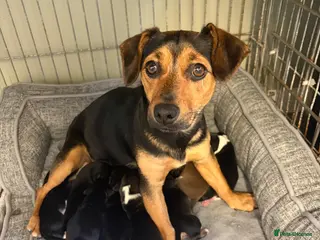 Mixed Breed dogs Chiweenie pups - Advert 1