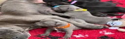 Staffordshire Bull Terrier dogs for sale: KC Health Tested Staffordshire Bull Terriers - Advert 4