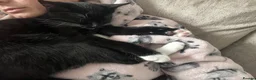 Domestic Shorthair cats for sale: Male cat - Called Socks NOT £50.00 can’t lower  in Grimsby - Advert 12