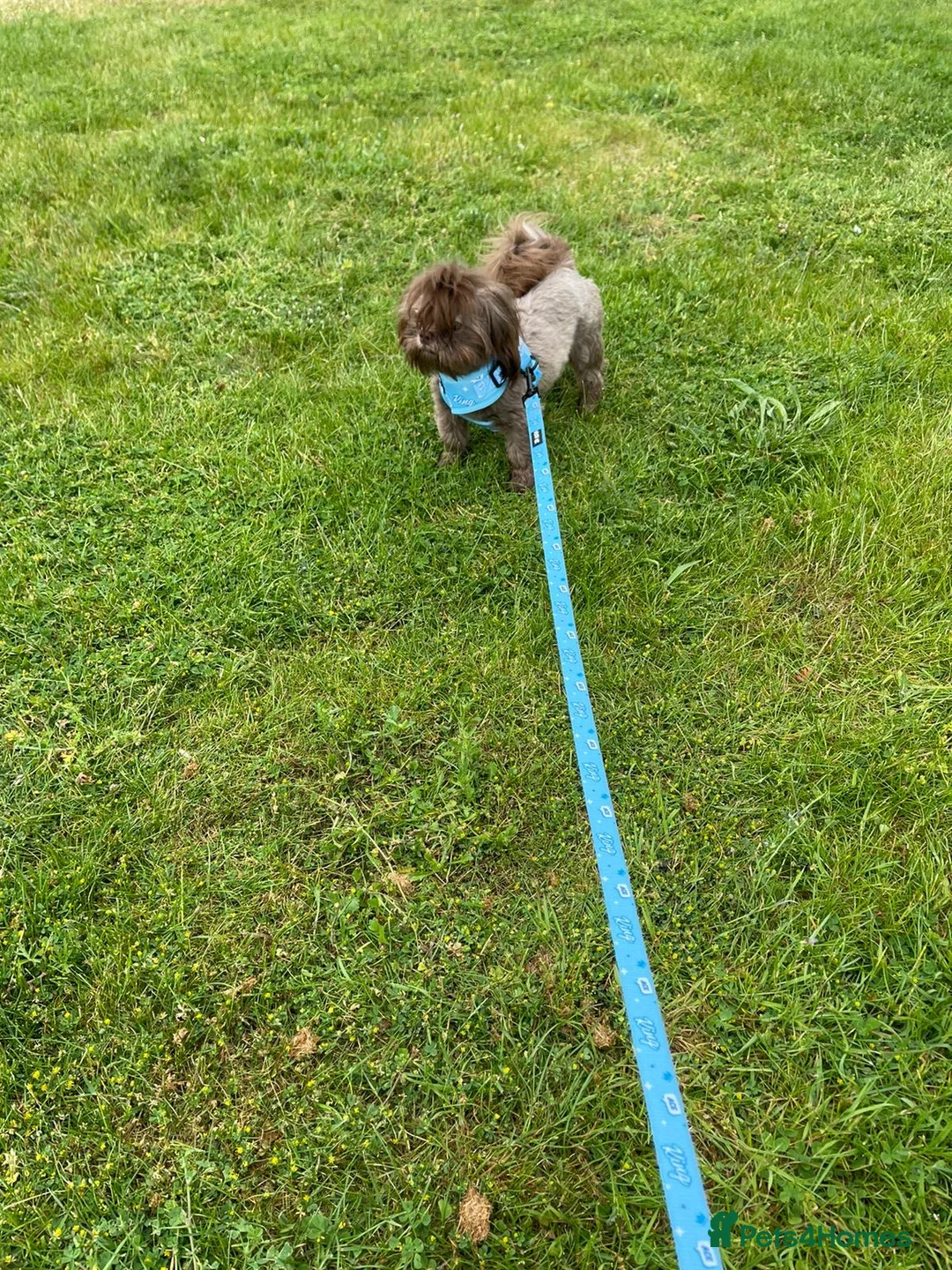 Shih Tzu dogs for stud: STUNNING CHOCOLATE IMPERIAL SHIHTZU OPEN AT STUD in Grays - Advert 28