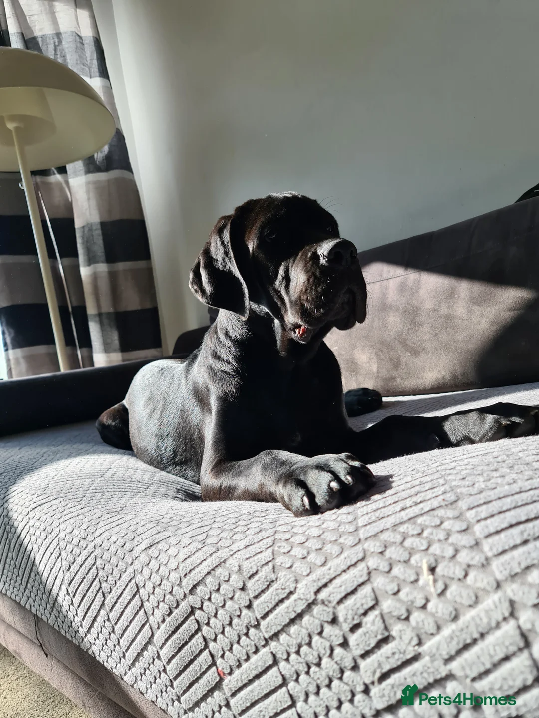 Cane Corso dogs for sale: Beautiful black male Cane Corso puppy - Advert 17