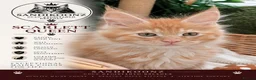 Maine Coon cats for sale: 7 x Stunning Maine Coon Kittens - Advert 19