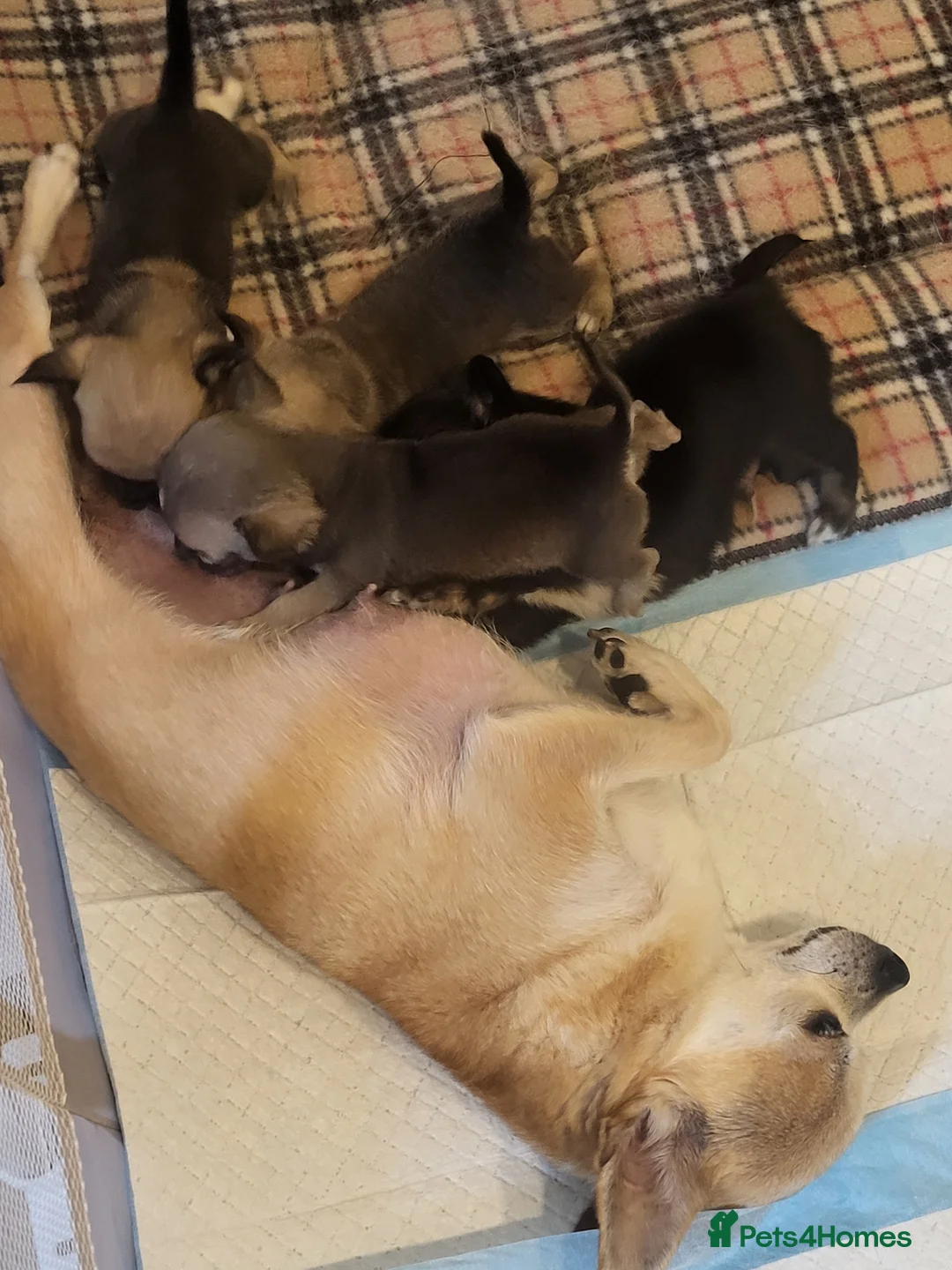 Chihuahua dogs for sale: 4 Tiny Apple head Chihuahuas  - Advert 2