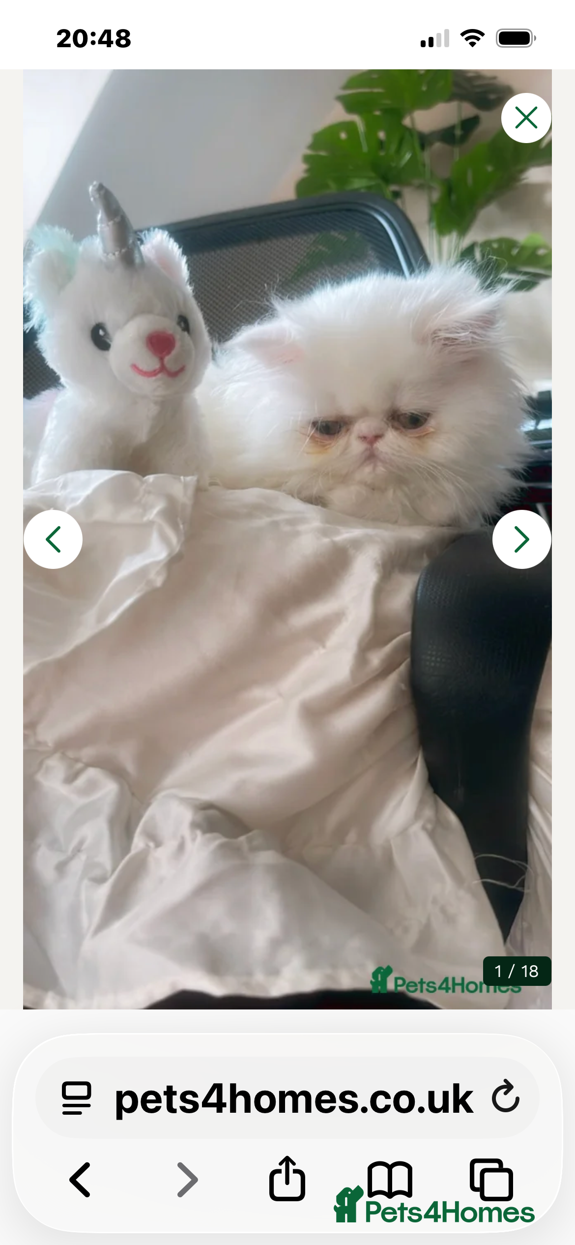 Persian cats ꨁ 🍃 ҉🌺☆ EXOTIC LONG HAIR PERSIAN  - Advert 1