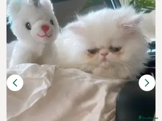 Persian cats ꨁ 🍃 ҉🌺☆ EXOTIC LONG HAIR PERSIAN - Advert 1