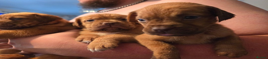 Dogue De Bordeaux Puppy 8