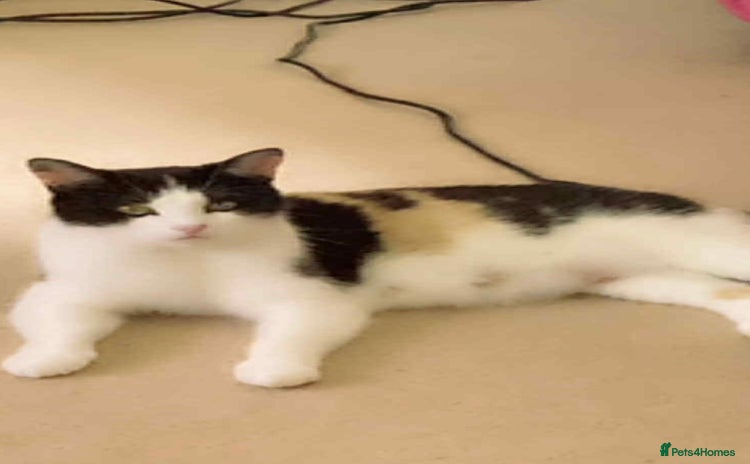 Mixed Breed cats 1 beautiful girl kitten - Advert 1