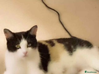 Mixed Breed cats 1 beautiful girl kitten - Advert 6