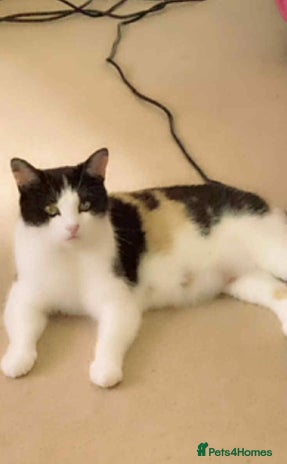 Mixed Breed cats 1 beautiful girl kitten - Advert 10