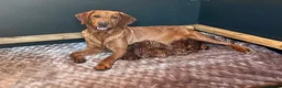 Labrador Retriever dogs for sale: Fox Red KC registered Labradors in Yarm - Advert 1