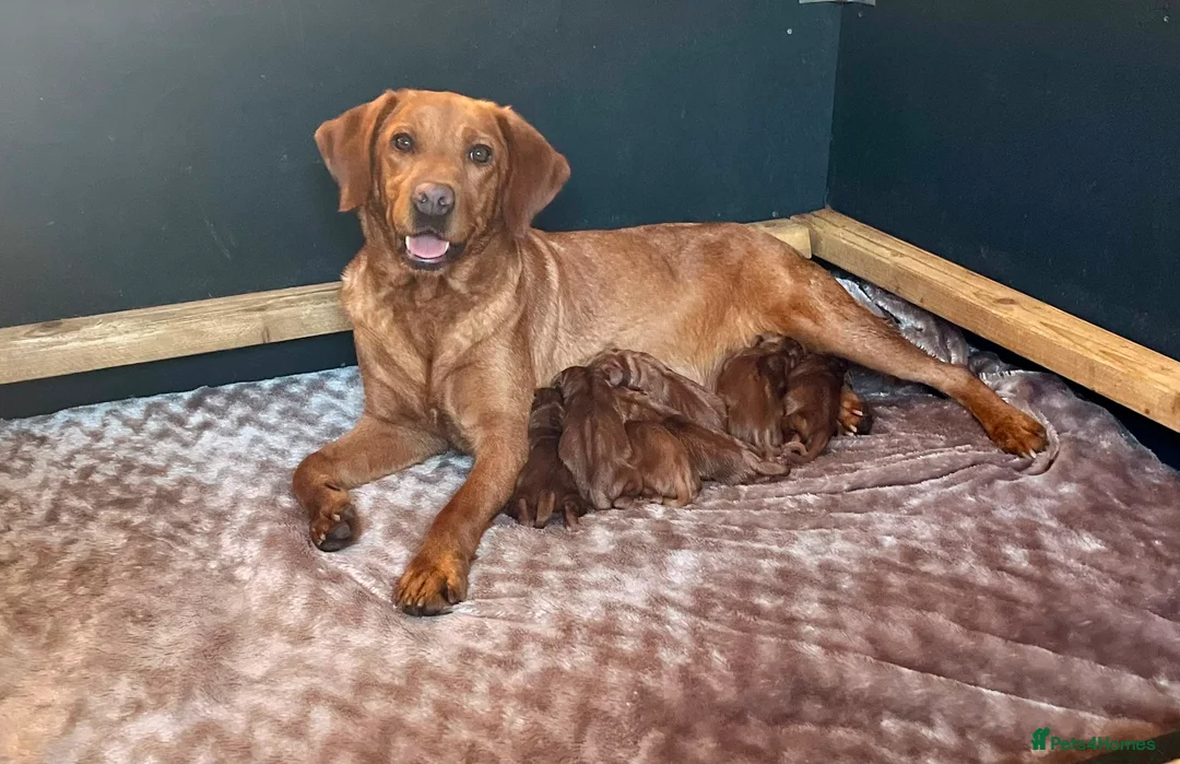 Labrador Retriever dogs for sale: Fox Red KC registered Labradors in Yarm - Advert 1