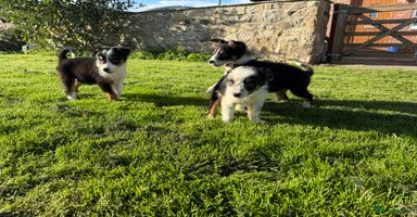 Border Collie dogs - Advert 3