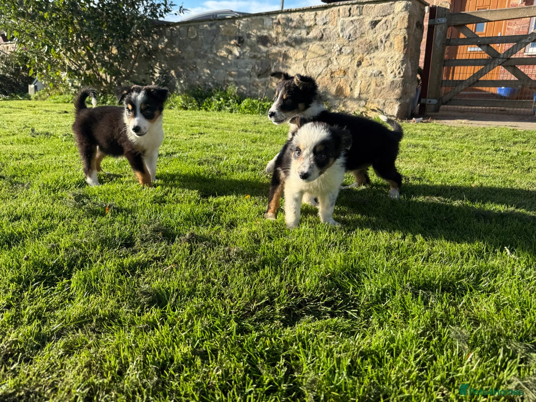 Border Collie dogs for sale: 🖤🤍🤎Fabulous Border Collies 🖤🤍🤎 - Image 3