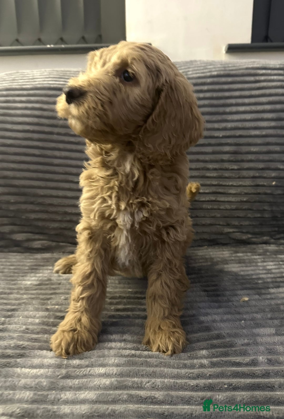 Goldendoodle dogs for sale: Adorable golden doodles - Image 6