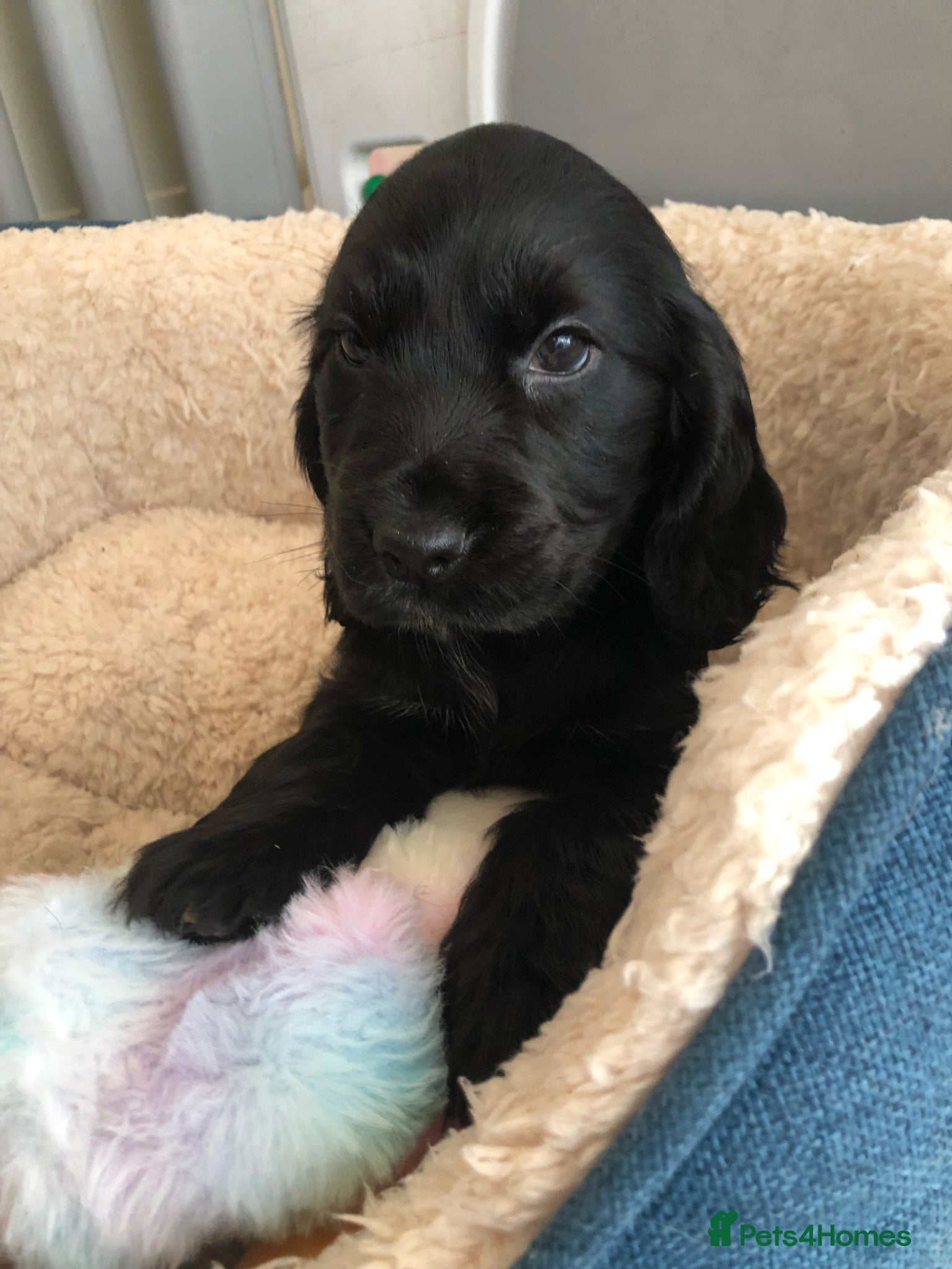Cocker Spaniel dogs KC reg BEAUTIFUL Black show cocker puppy Female 🩷 - Advert 3