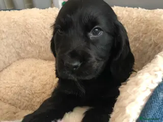 Cocker Spaniel dogs KC reg BEAUTIFUL Black show cocker puppy Female 🩷 - Advert 3