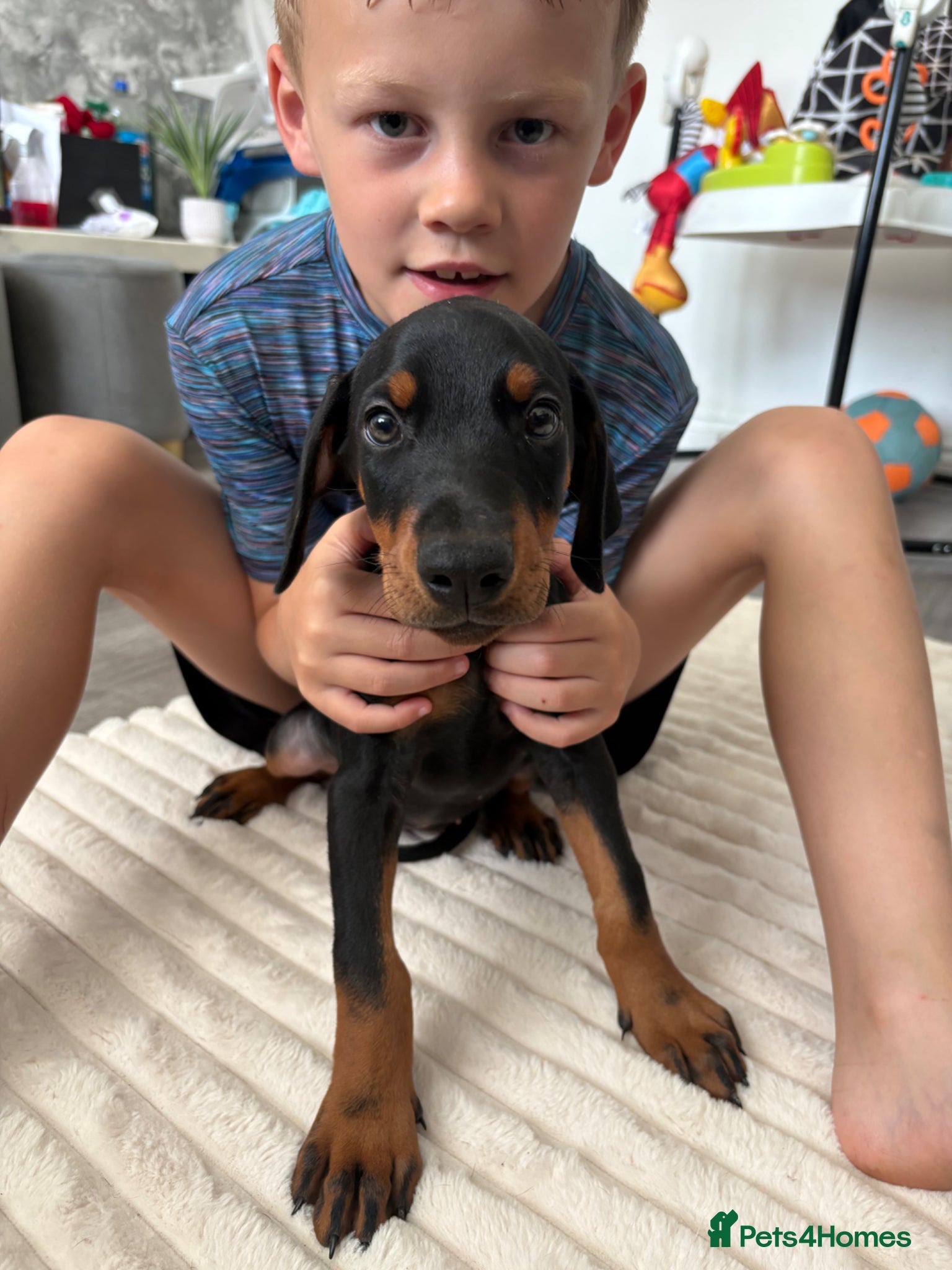 Dobermann dogs Ready now Kc Health tested Black & Tan girls  - Advert 1