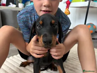 Dobermann dogs Ready now Kc Health tested Black & Tan girls - Advert 15