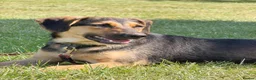 Mixed Breed dogs for adoption: 💙MARCO💙-  1 year old, a lower-medium/medium boy  - Advert 5